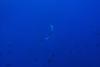 Requin un peu trop curieux...